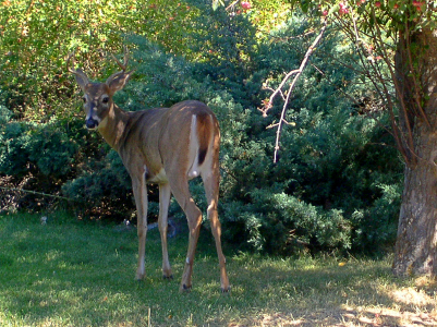 [The deer was walking away and turned back to look at the camera. Its antlers blend in with the vegetation behind it so they are not as visible as the animal's body. The end of the tail is black while the rest of the body is brown. It stands in the grass beside a large tree trunk.]